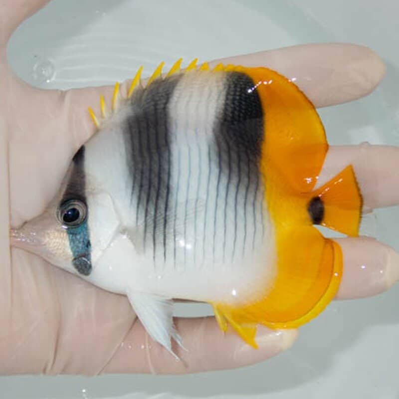 【現物043】スダレチョウ 10.5cm±!海水魚 チョウチョウウオ 15時までのご注文で当日発送(t114(t207