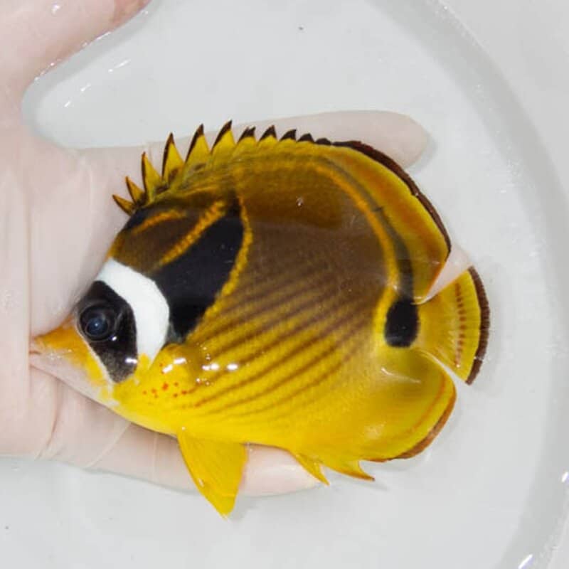 【現物044】チョウハン 12cm±!   海水魚 チョウチョウウオ 15時までのご注文で当日発送(t114(t207