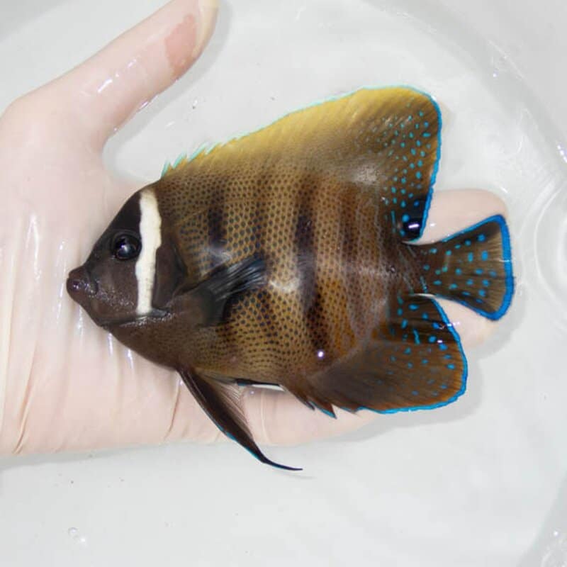 【現物045】ロクセンヤッコ 14cm± ! 海水魚 ヤッコ 15時までのご注文で当日発送(t111(t207