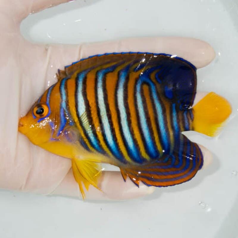 【現物046】モルディブ産インドニシキヤッコ 12cm±! 海水魚 ヤッコ 15時までのご注文で当日発送(t111