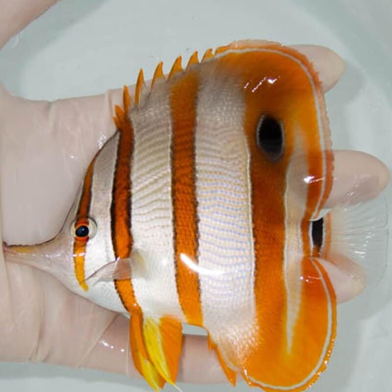 【現物047】ハシナガチョウ 12cm±!チョウチョウウオ 海水魚 生体 15時までのご注文で当日発送(t114(t207
