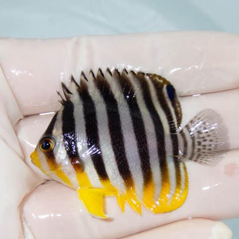 【現物048】シマヤッコ 5cm±! 海水魚 生体 15時までのご注文で当日発送(t111(t207