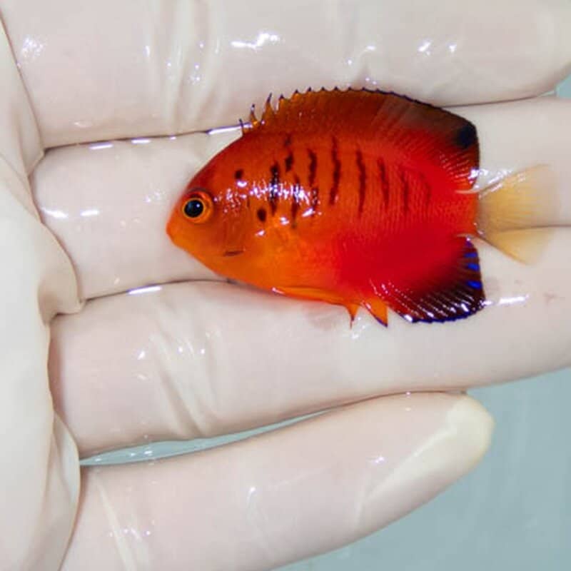 【現物049】ダイダイヤッコ 4.5cm±!海水魚 ヤッコ 15時までのご注文で当日発送(t111(t207