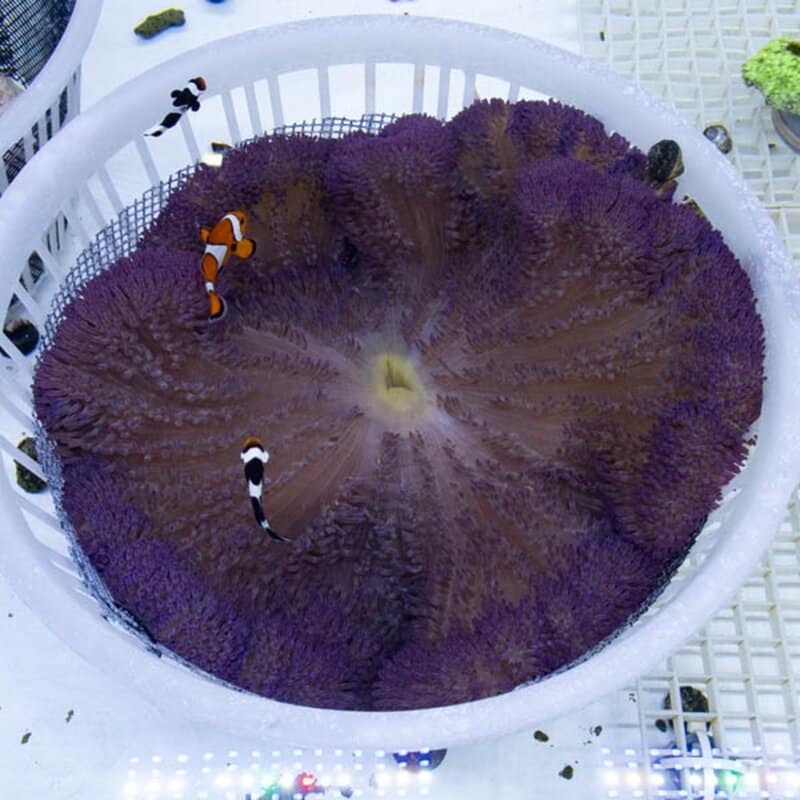 【現物050】ハタゴイソギンチャク パープル23-26cm±!15時までのご注文で当日発送