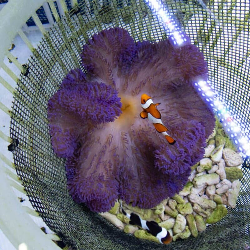 【現物051】ハタゴイソギンチャク パープル 12-15cm±!15時までのご注文で当日発送