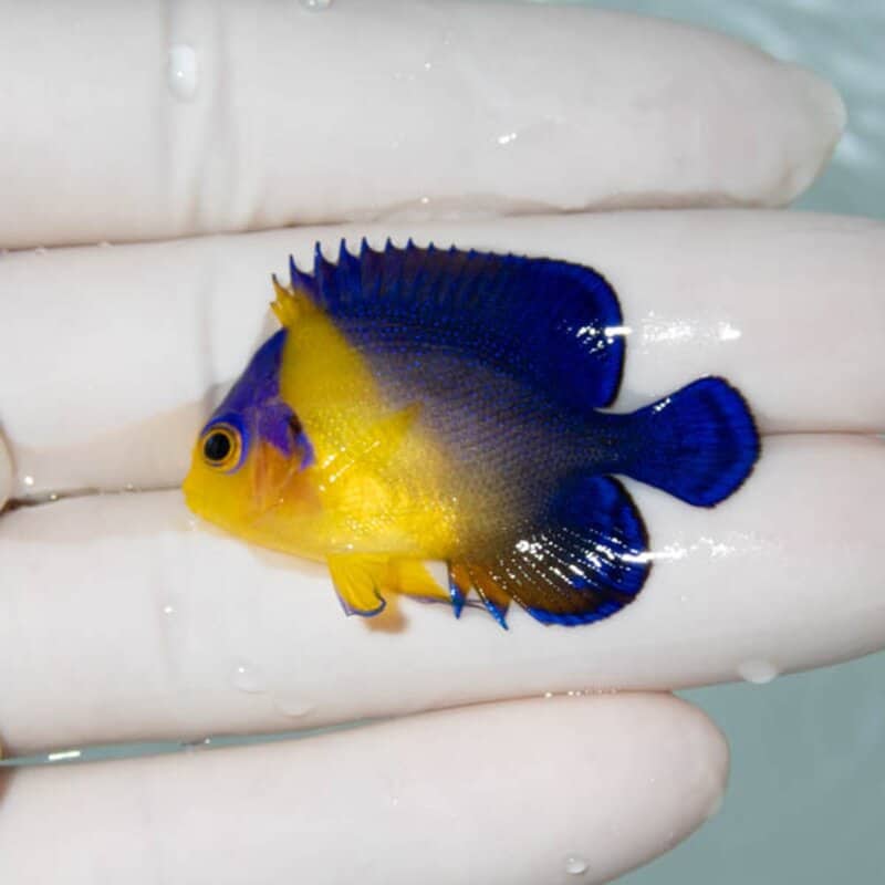 【現物053】スミレヤッコ 4.2cm±! 海水魚 ヤッコ 15時までのご注文で当日発送