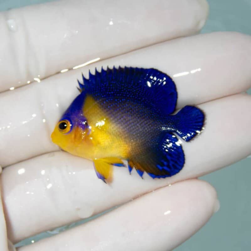 【現物054】スミレヤッコ 3.7cm±! 海水魚 ヤッコ 15時までのご注文で当日発送