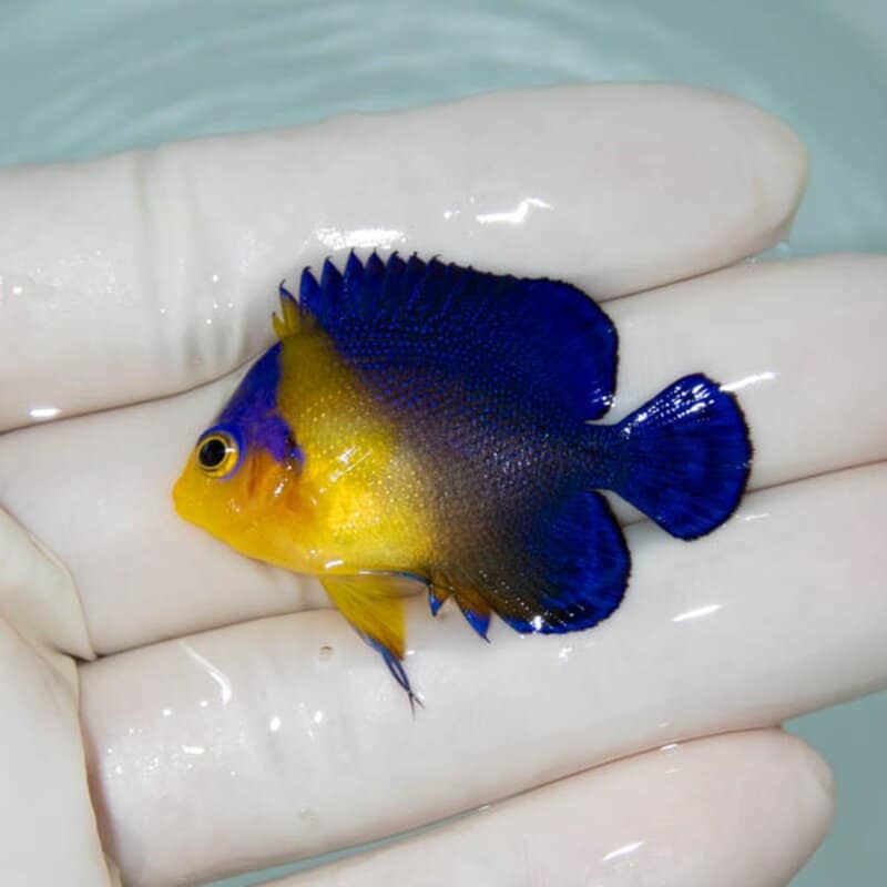 【現物055】スミレヤッコ 4.3cm±! 海水魚 ヤッコ 15時までのご注文で当日発送(t111