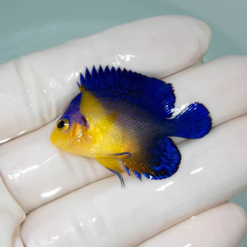 【現物056】スミレヤッコ 4cm±! 海水魚 ヤッコ 15時までのご注文で当日発送(t111