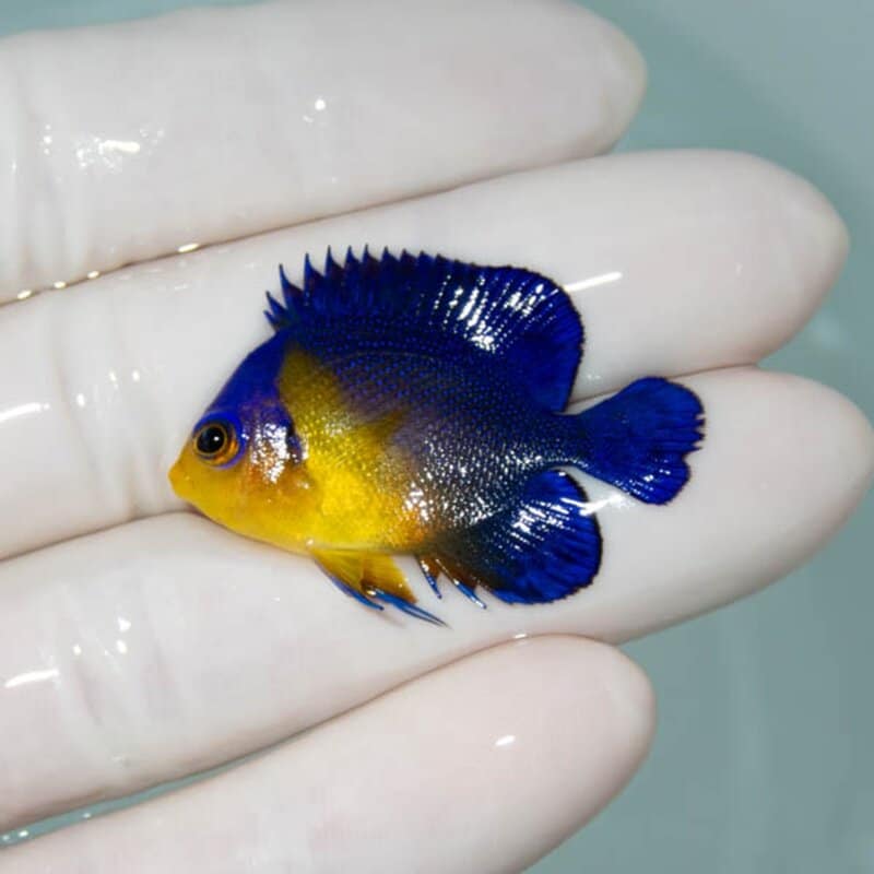 【現物057】スミレヤッコ 3.5cm±! 海水魚 ヤッコ 15時までのご注文で当日発送(t111