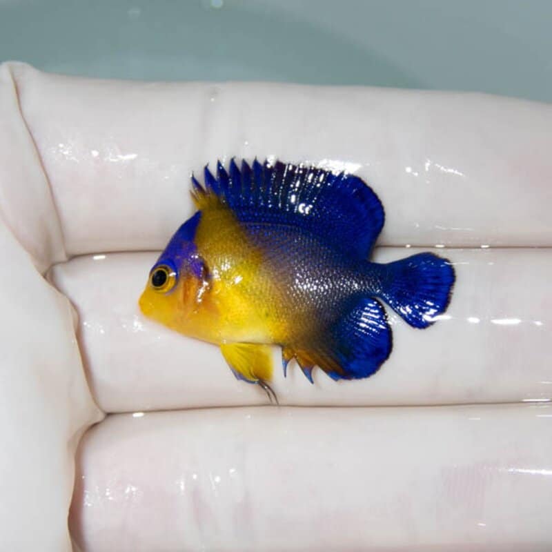 【現物058】スミレヤッコ 3.5cm±! 海水魚 ヤッコ 15時までのご注文で当日発送(t111