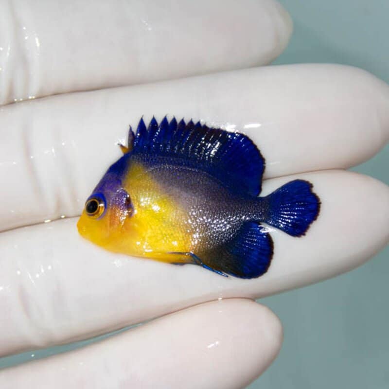 【現物059】スミレヤッコ 3.5cm±! 海水魚 ヤッコ 15時までのご注文で当日発送(t111