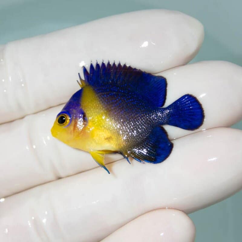 【現物060】スミレヤッコ 3.5cm±! 海水魚 ヤッコ 15時までのご注文で当日発送(t111