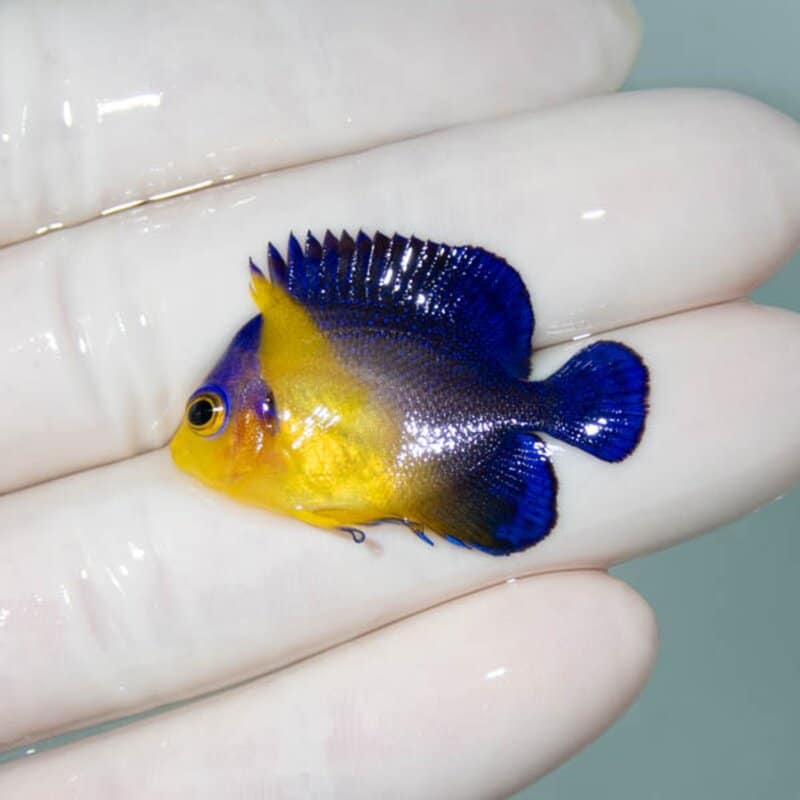 【現物061】スミレヤッコ 3.8cm±! 海水魚 ヤッコ 15時までのご注文で当日発送(t111