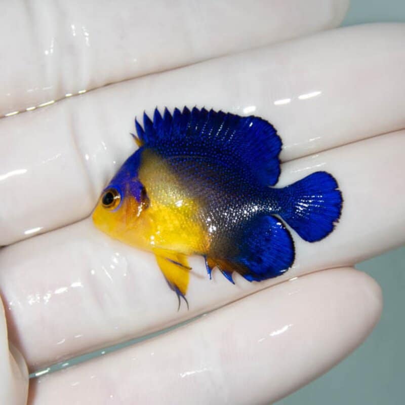 【現物062】スミレヤッコ 3.5cm±! 海水魚 ヤッコ 15時までのご注文で当日発送(t111