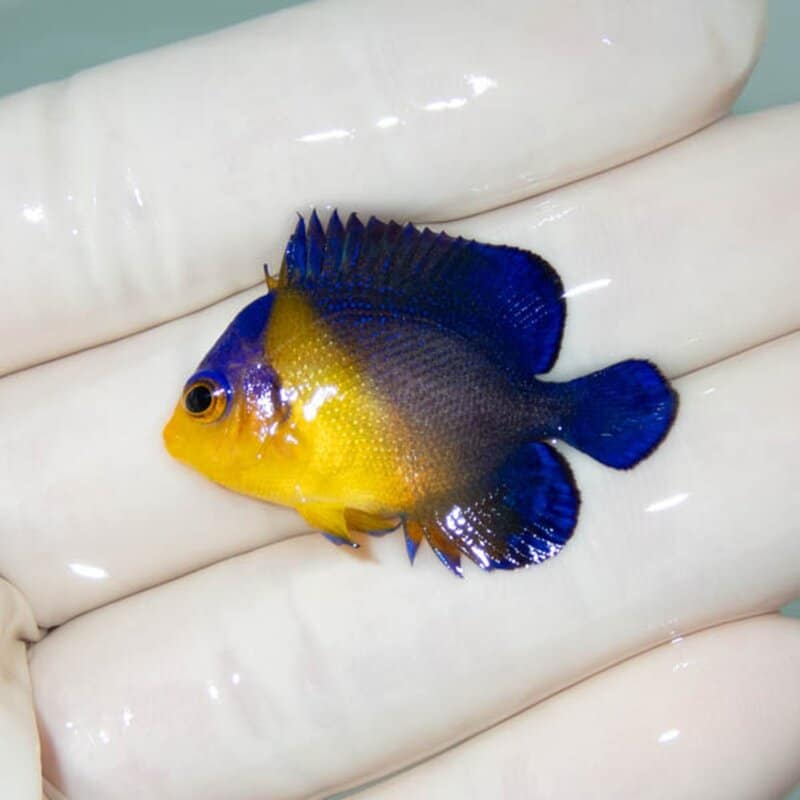 【現物063】スミレヤッコ 3.5cm±! 海水魚 ヤッコ 15時までのご注文で当日発送(t111