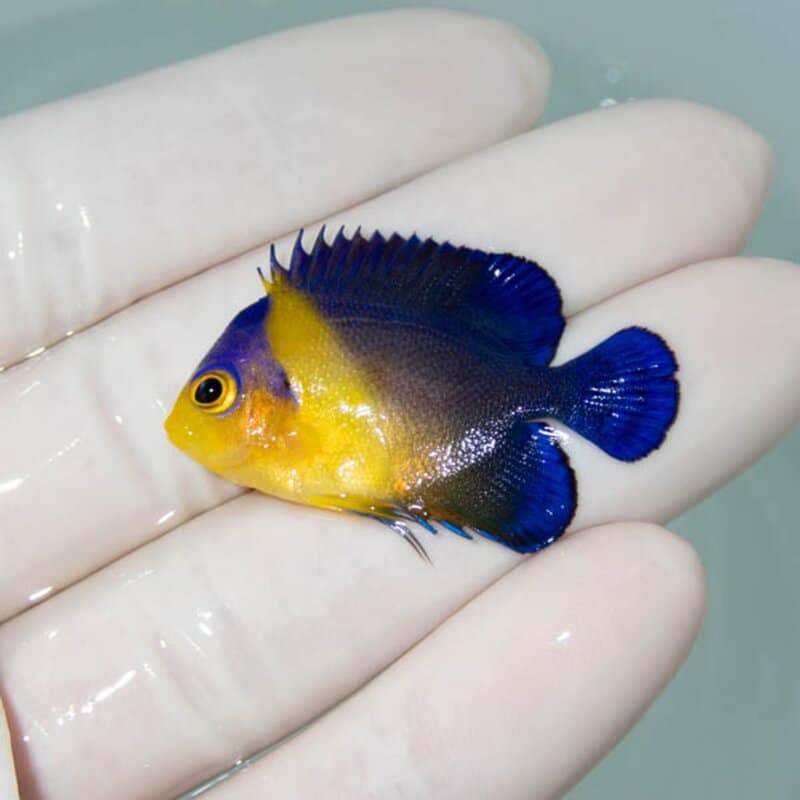 【現物064】スミレヤッコ 3.8cm±! 海水魚 ヤッコ 15時までのご注文で当日発送(t111