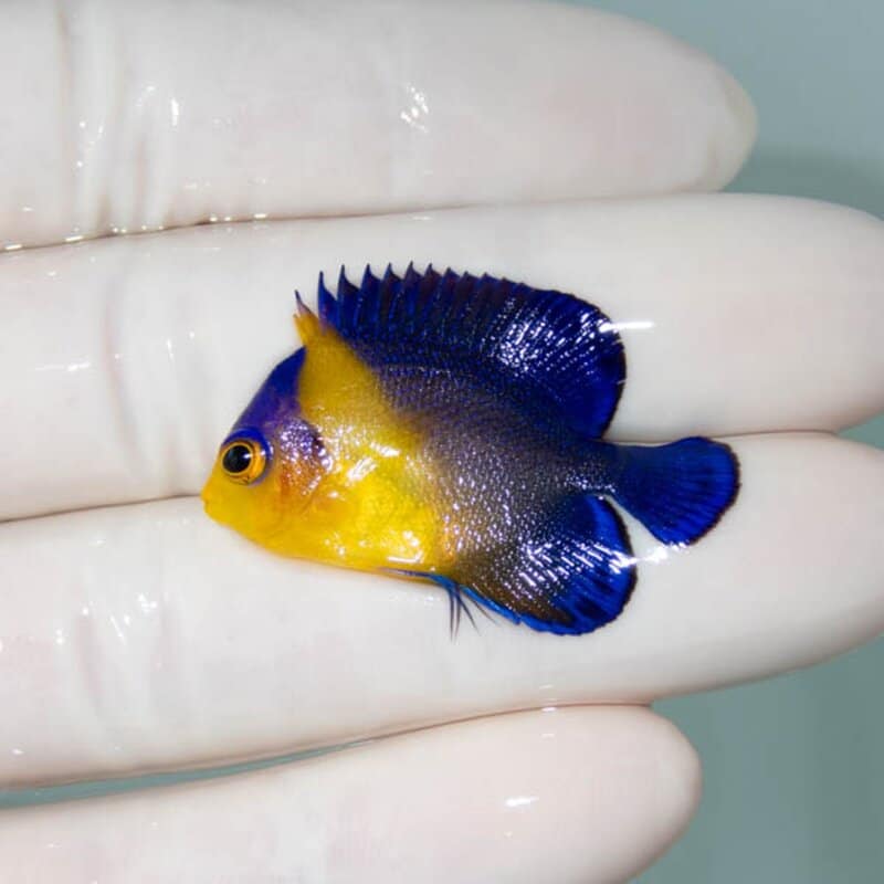 【現物065】スミレヤッコ 3.5cm±! 海水魚 ヤッコ 15時までのご注文で当日発送(t111