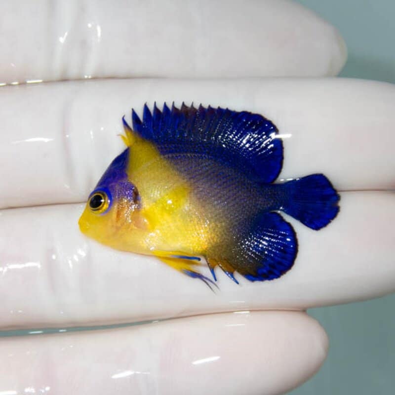 【現物066】スミレヤッコ 4cm±! 海水魚 ヤッコ 15時までのご注文で当日発送(t111