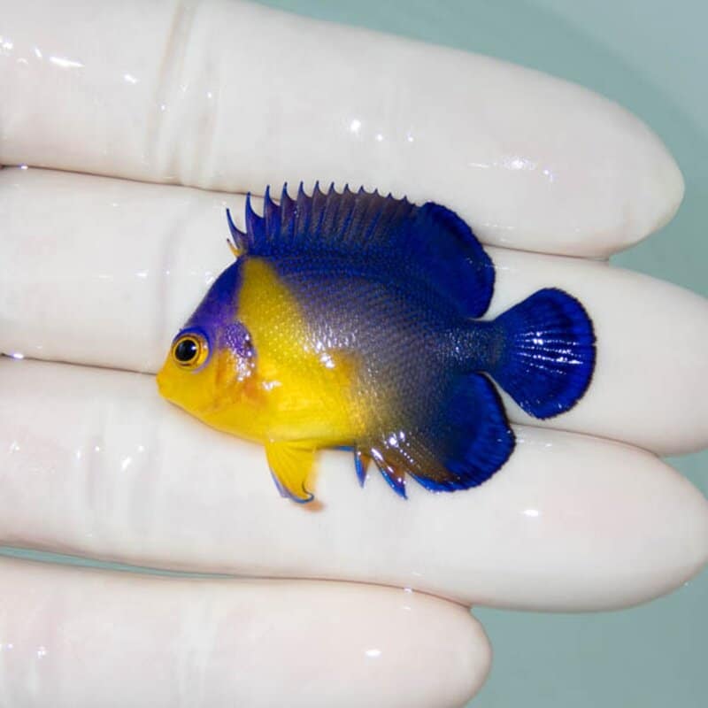 【現物067】スミレヤッコ 4cm±! 海水魚 ヤッコ 15時までのご注文で当日発送(t111