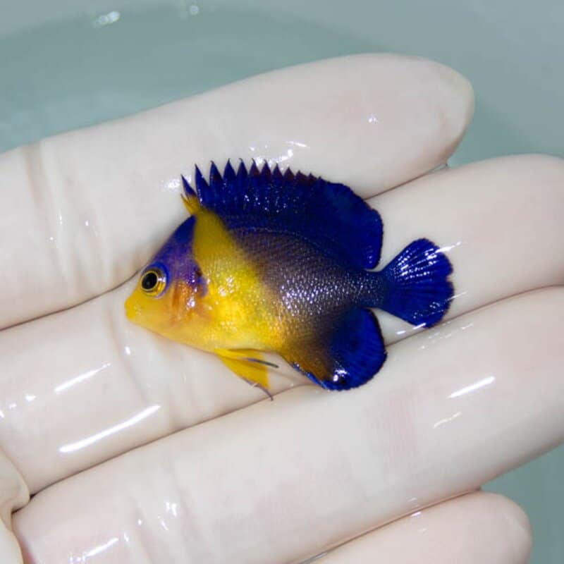 【現物068】スミレヤッコ 3.5cm±! 海水魚 ヤッコ 15時までのご注文で当日発送(t111