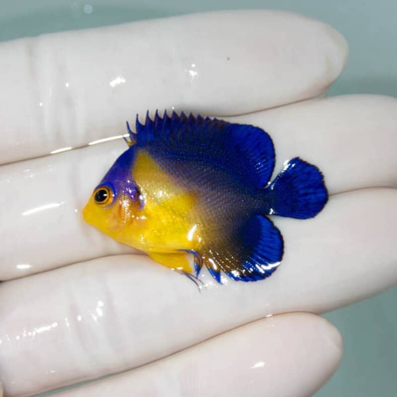【現物069】スミレヤッコ 3.7cm±! 海水魚 ヤッコ 15時までのご注文で当日発送(t111