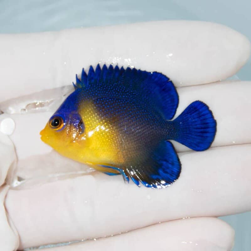 【現物070】スミレヤッコ 4.5cm±! 海水魚 ヤッコ 15時までのご注文で当日発送