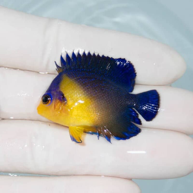 【現物071】スミレヤッコ 4.5cm±! 海水魚 ヤッコ 15時までのご注文で当日発送