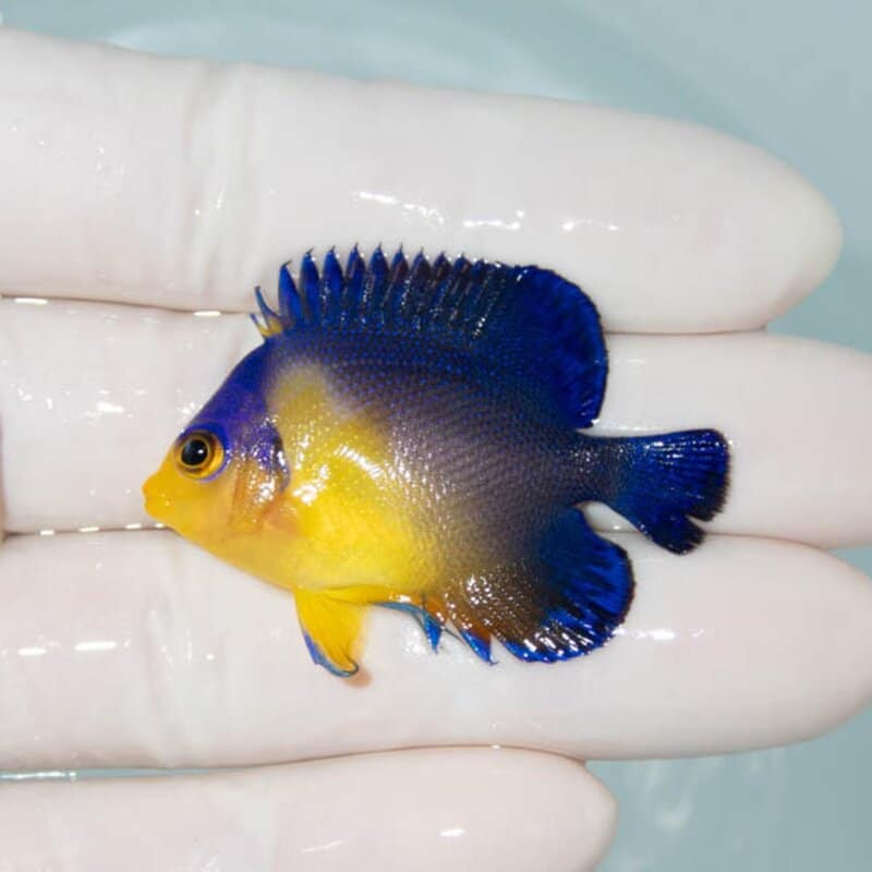【現物072】スミレヤッコ 4.5cm±! 海水魚 ヤッコ 15時までのご注文で当日発送