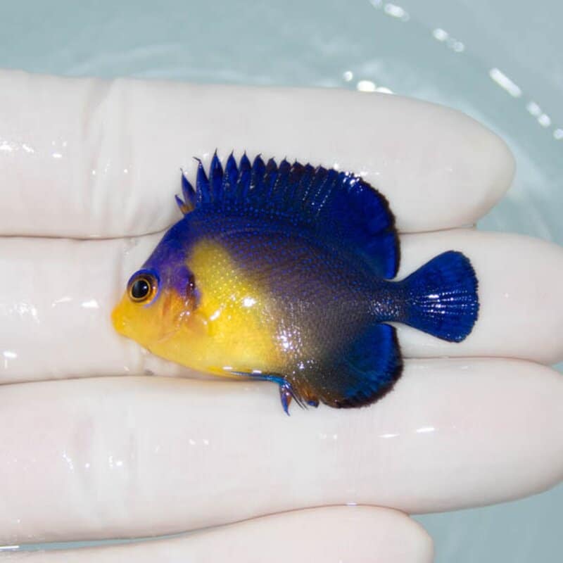【現物073】スミレヤッコ 4.2cm±! 海水魚 ヤッコ 15時までのご注文で当日発送