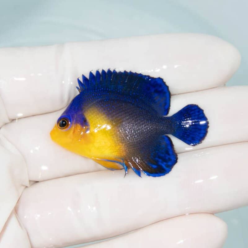 【現物074】スミレヤッコ 4.2cm±! 海水魚 ヤッコ 15時までのご注文で当日発送
