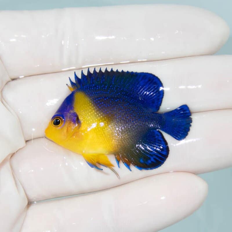 【現物075】スミレヤッコ 4.2cm±! 海水魚 ヤッコ 15時までのご注文で当日発送