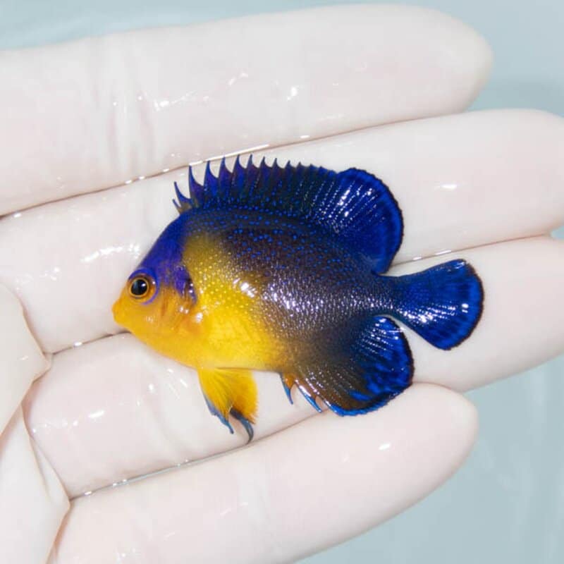 【現物076】スミレヤッコ 4.5cm±! 海水魚 ヤッコ 15時までのご注文で当日発送