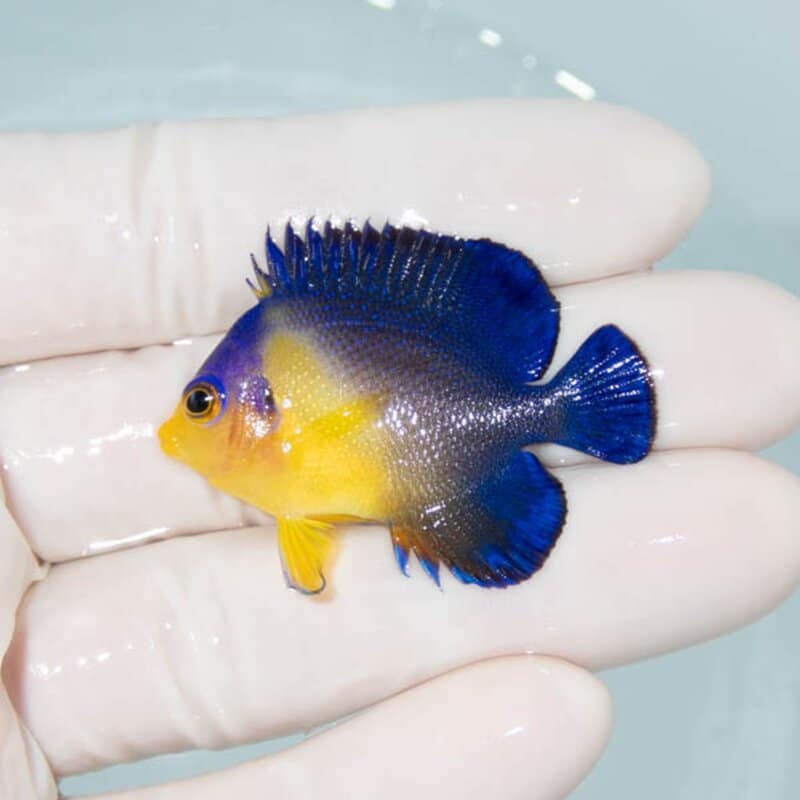 【現物077】スミレヤッコ 4.2cm±! 海水魚 ヤッコ 15時までのご注文で当日発送