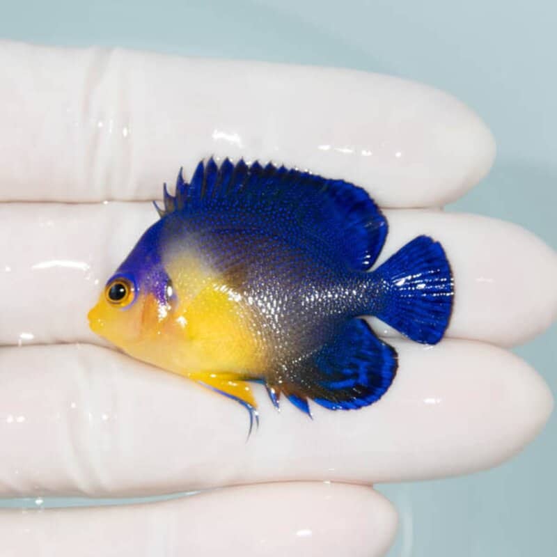 【現物078】スミレヤッコ 4.5cm±! 海水魚 ヤッコ 15時までのご注文で当日発送