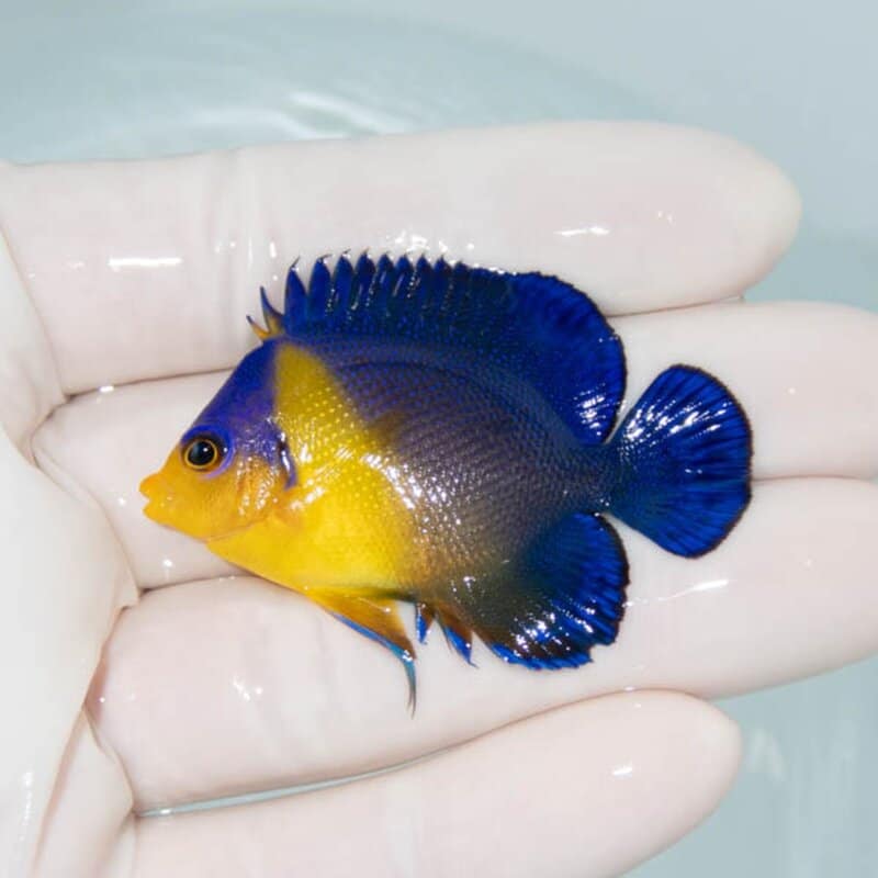 【現物079】スミレヤッコ 5cm±! 海水魚 ヤッコ 15時までのご注文で当日発送