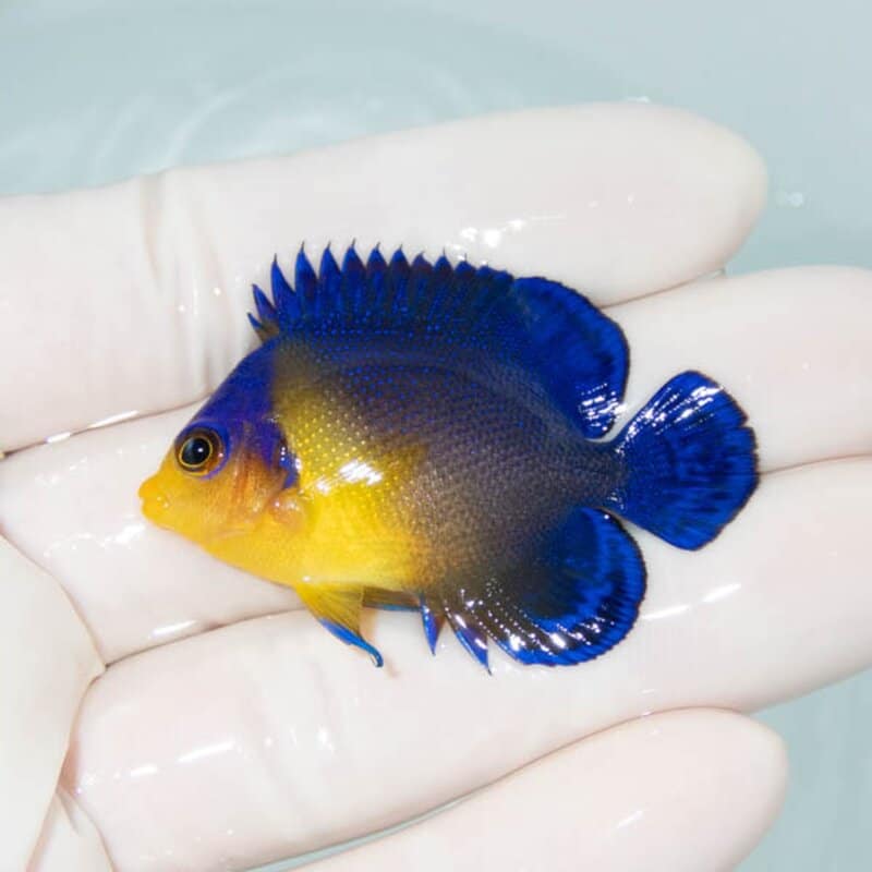 【現物080】スミレヤッコ 4.5cm±! 海水魚 ヤッコ 15時までのご注文で当日発送