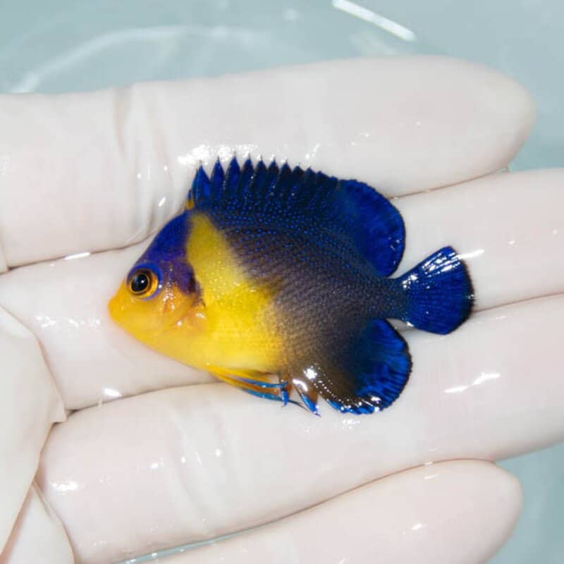 【現物081】スミレヤッコ 4.3cm±! 海水魚 ヤッコ 15時までのご注文で当日発送
