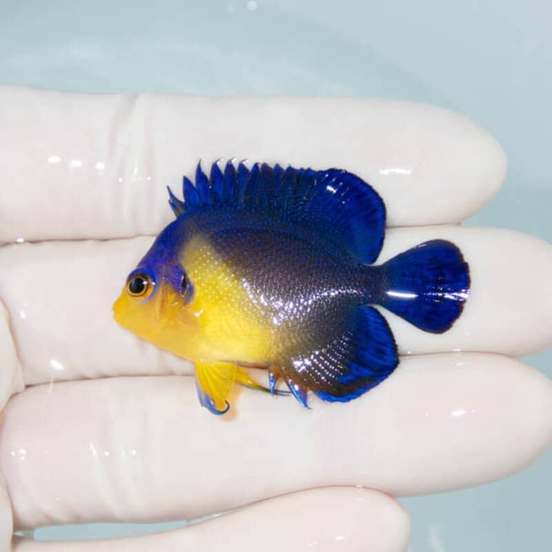 【現物082】スミレヤッコ 4.5cm±! 海水魚 ヤッコ 15時までのご注文で当日発送