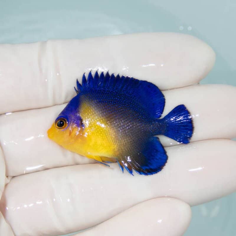 【現物083】スミレヤッコ 4cm±! 海水魚 ヤッコ 15時までのご注文で当日発送