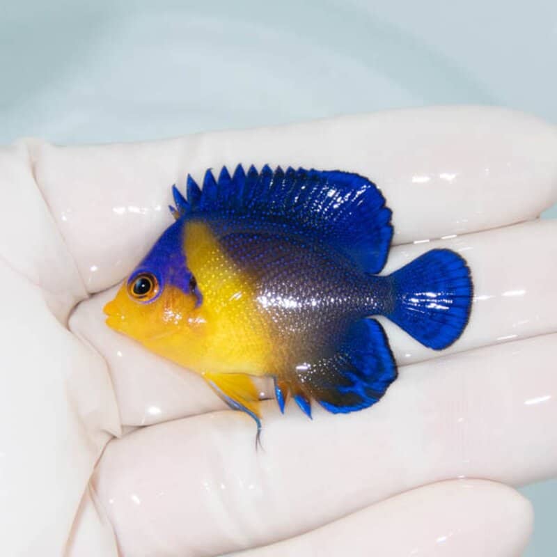 【現物084】スミレヤッコ 4cm±! 海水魚 ヤッコ 15時までのご注文で当日発送