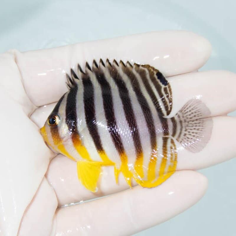 【現物085】シマヤッコ 6cm±! 海水魚 生体 15時までのご注文で当日発送