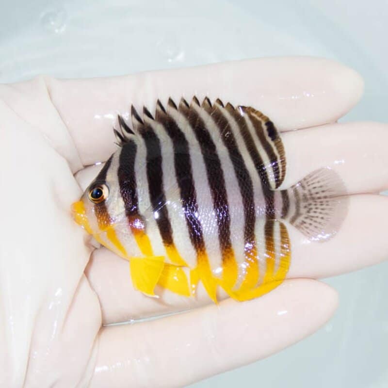 【現物086】シマヤッコ 6cm±! 海水魚 生体 15時までのご注文で当日発送