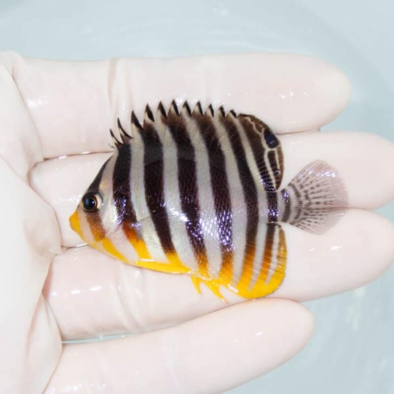 【現物087】シマヤッコ 5.5cm±! 海水魚 生体 15時までのご注文で当日発送