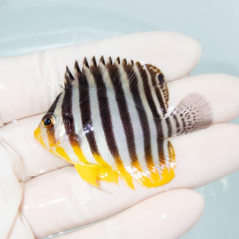 【現物088】シマヤッコ 5.3cm±! 海水魚 生体 15時までのご注文で当日発送