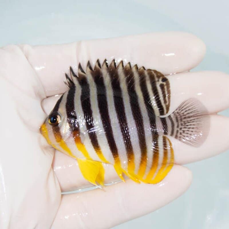 【現物089】シマヤッコ 6.5cm±! 海水魚 生体 15時までのご注文で当日発送