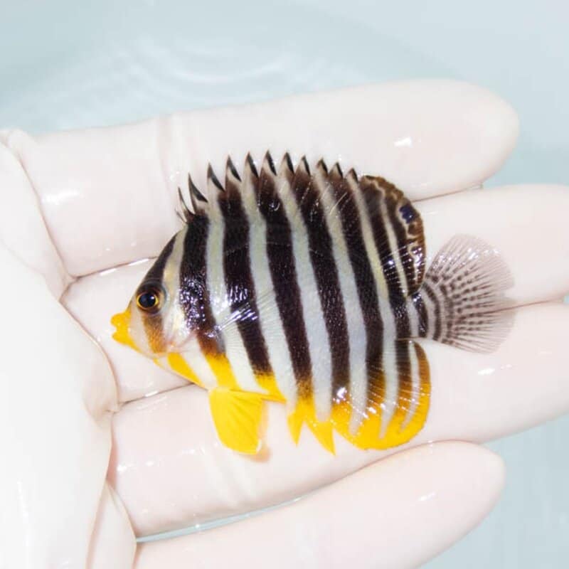 【現物090】シマヤッコ 5.5cm±! 海水魚 生体 15時までのご注文で当日発送