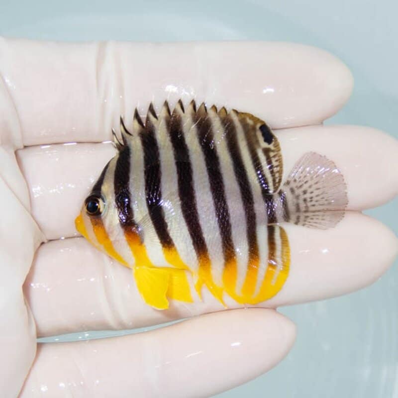 【現物091】シマヤッコ 5.2cm±! 海水魚 生体 15時までのご注文で当日発送