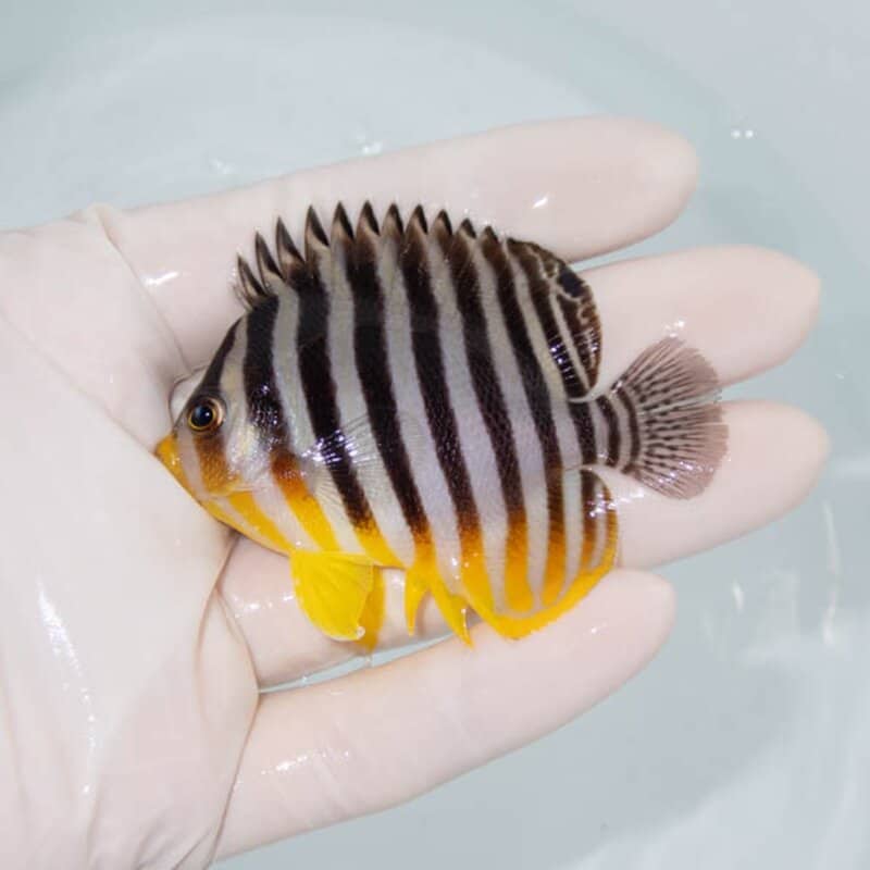 【現物092】シマヤッコ 6.5cm±! 海水魚 生体 15時までのご注文で当日発送