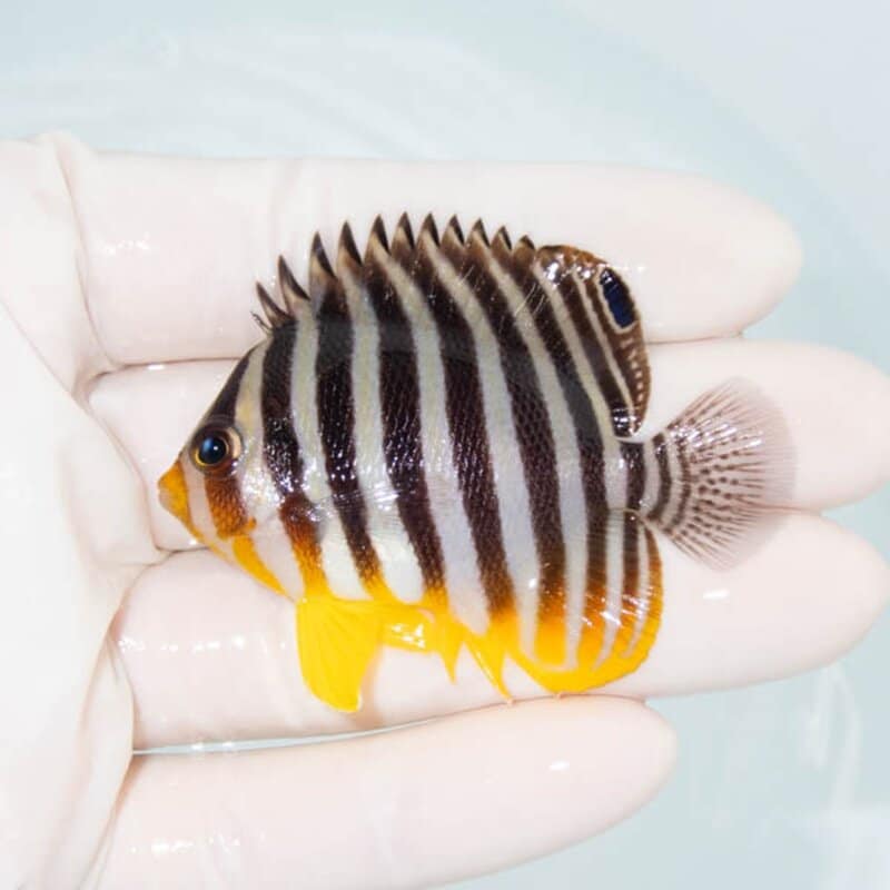 【現物093】シマヤッコ 6cm±! 海水魚 生体 15時までのご注文で当日発送